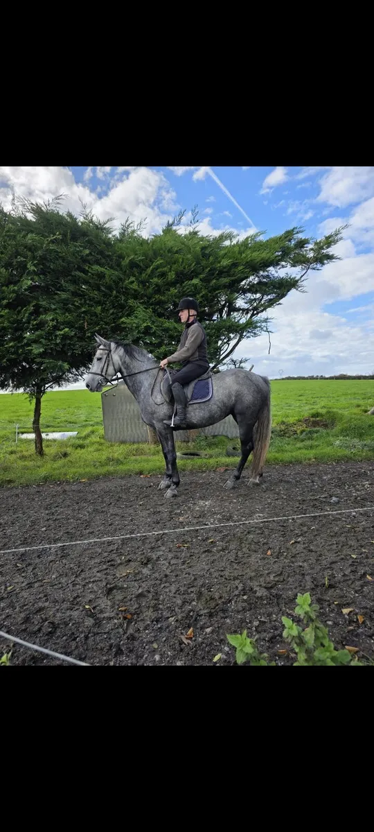 15,2 + pony. - Image 1