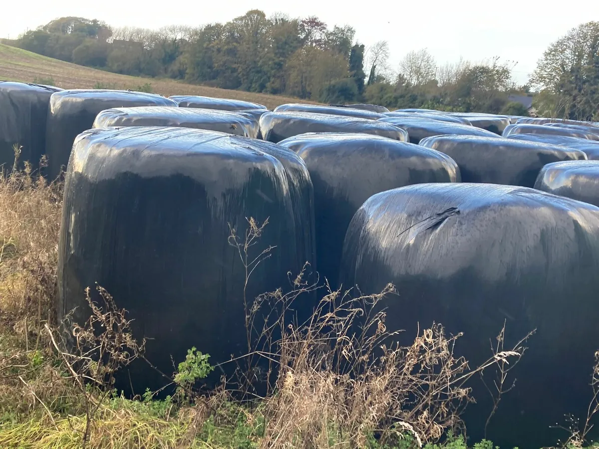 Round bales of silage
