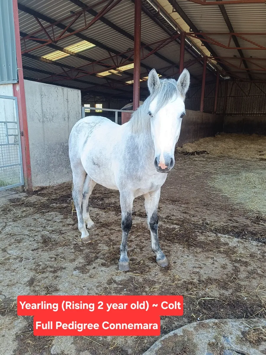 Selection of Pedigree Connemara Stock Available - Image 1