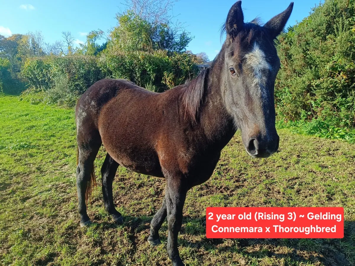 Selection of Pedigree Connemara Stock Available - Image 2