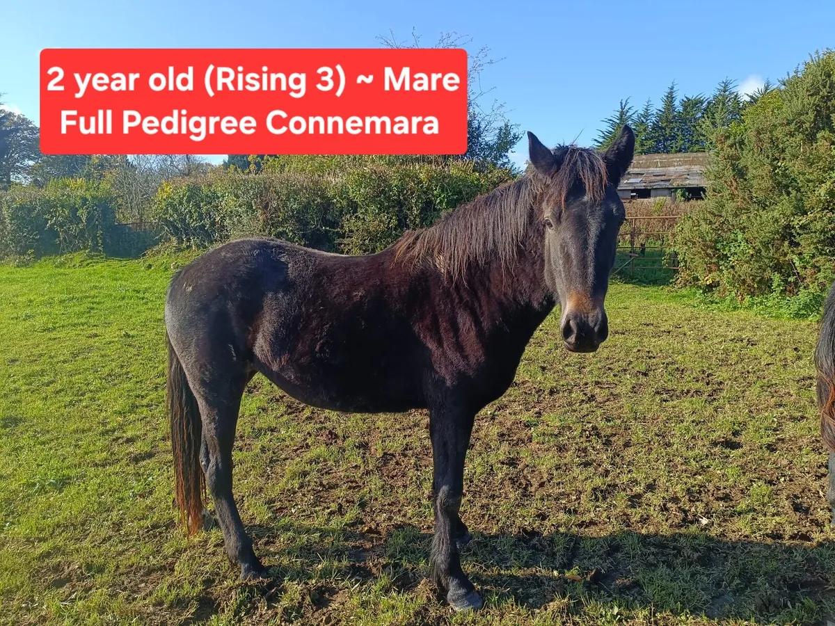 Selection of Pedigree Connemara Stock Available - Image 3