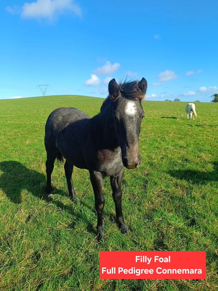 Selection of Pedigree Connemara Stock Available - Image 4