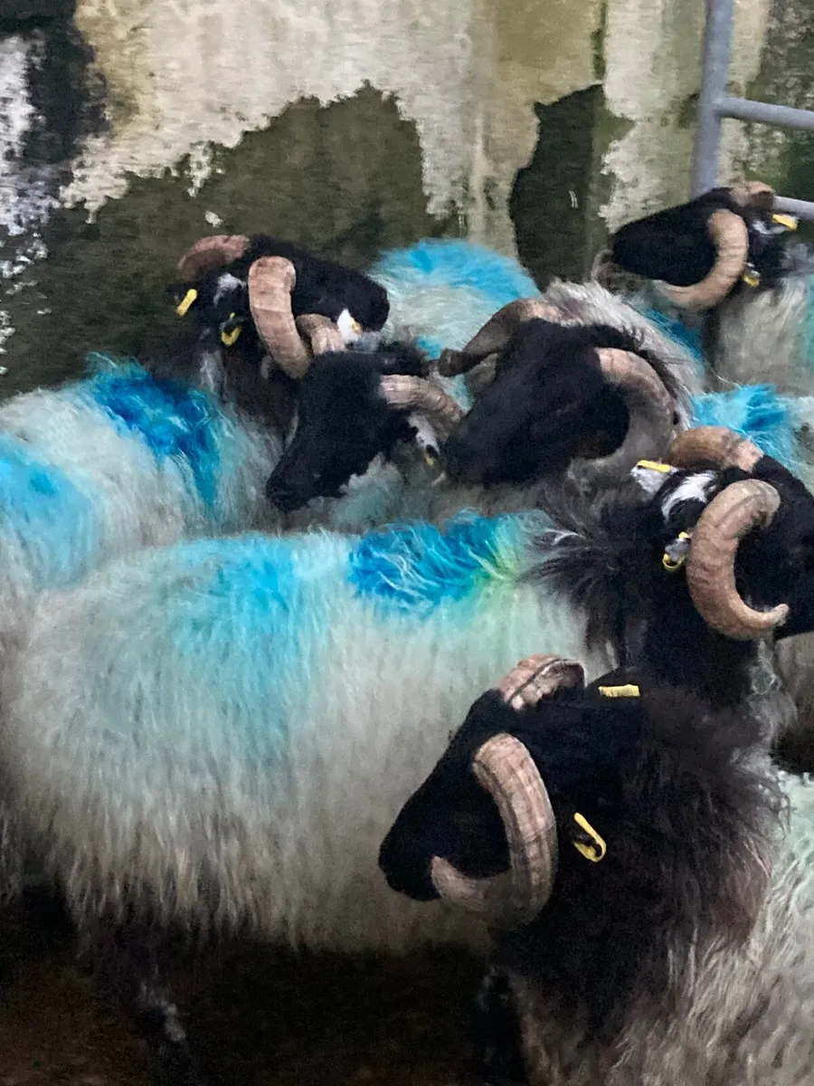 Mountain ramlambs - Image 1