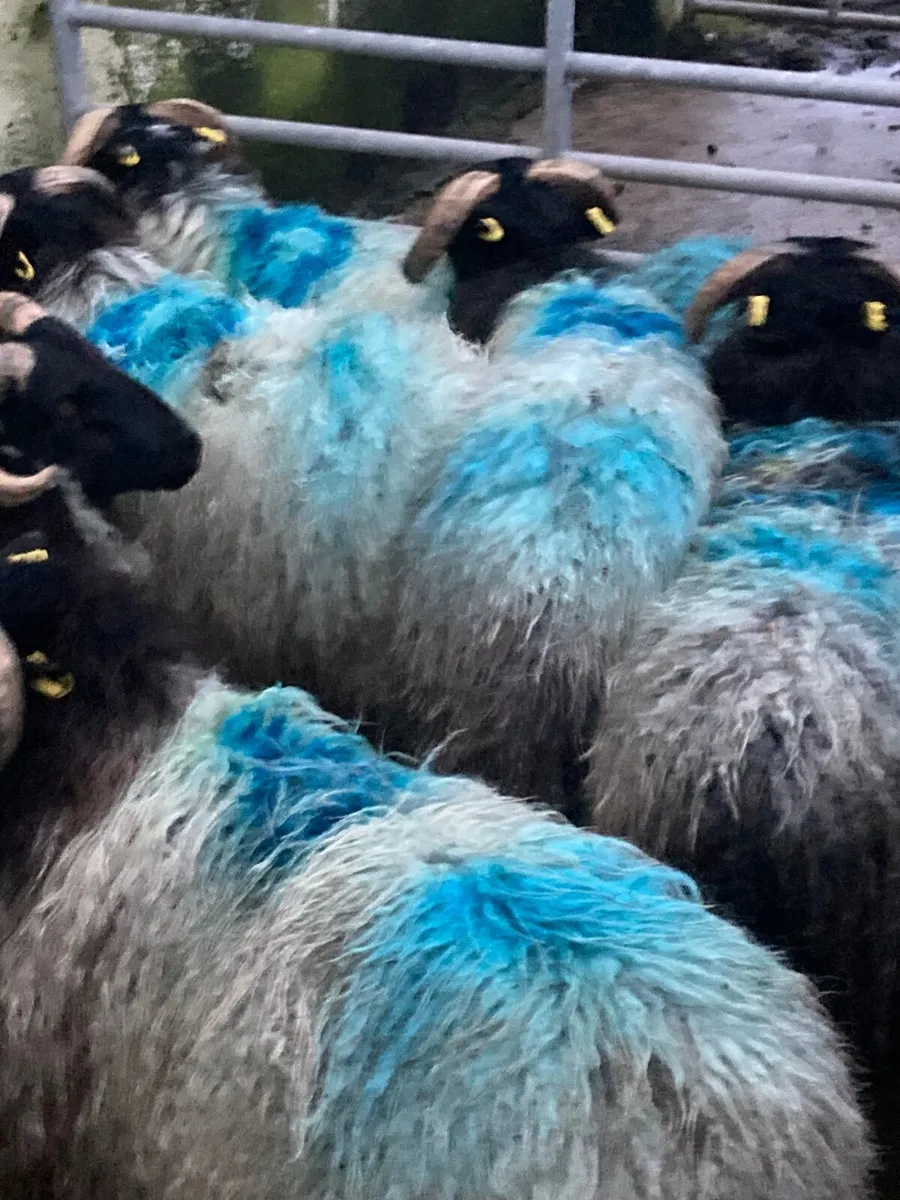 Mountain ramlambs - Image 2