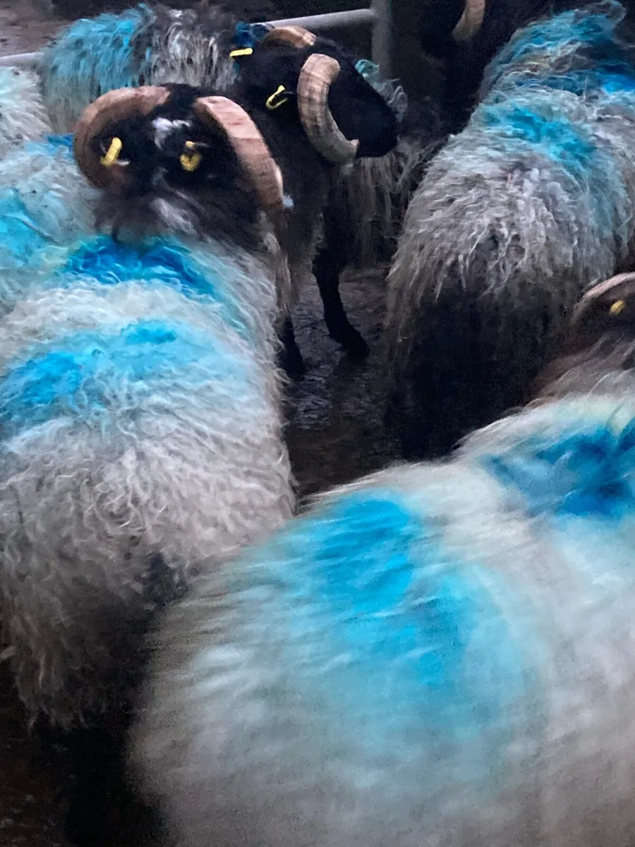 Mountain ramlambs - Image 3