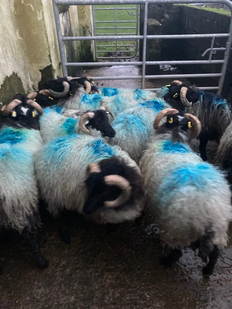 Mountain ramlambs - Image 4