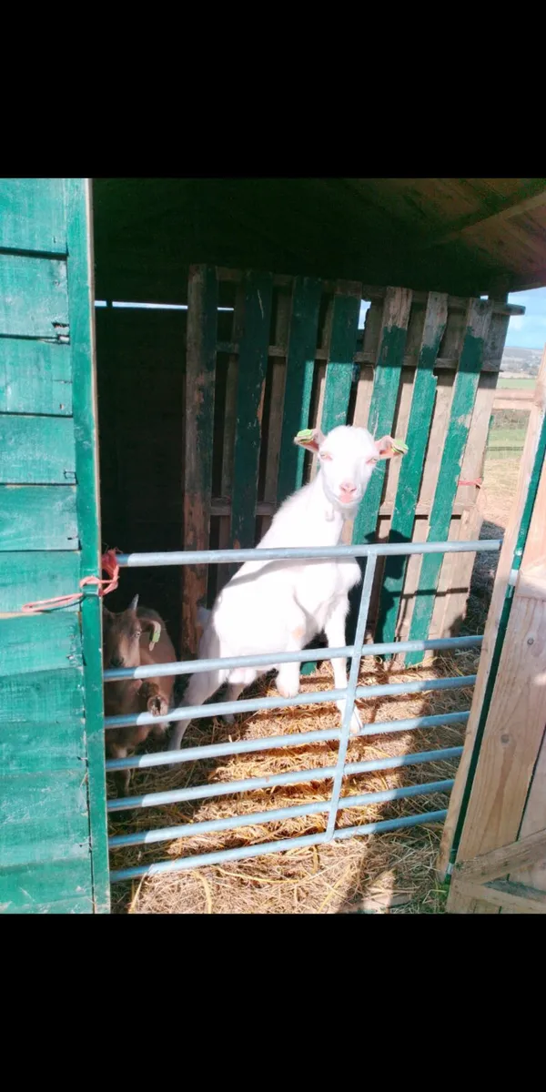 Goats - Image 1