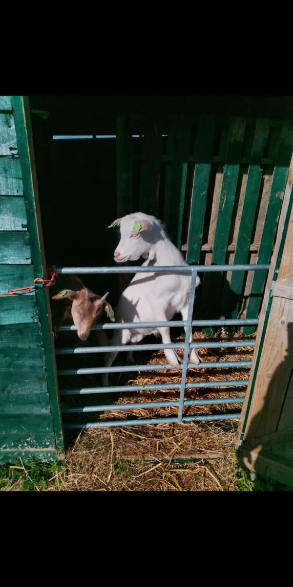 Goats - Image 2