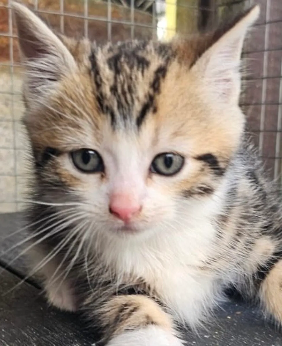 Catstrust adoption and protection. Rescued . - Image 2