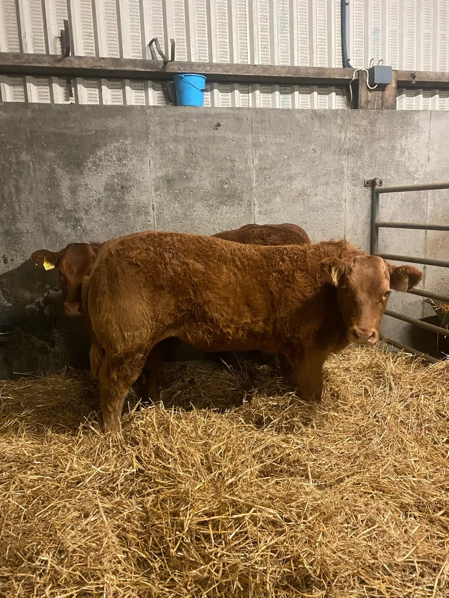 * lot 540/541* Heifers for Gort mart Nov 13th - Image 1