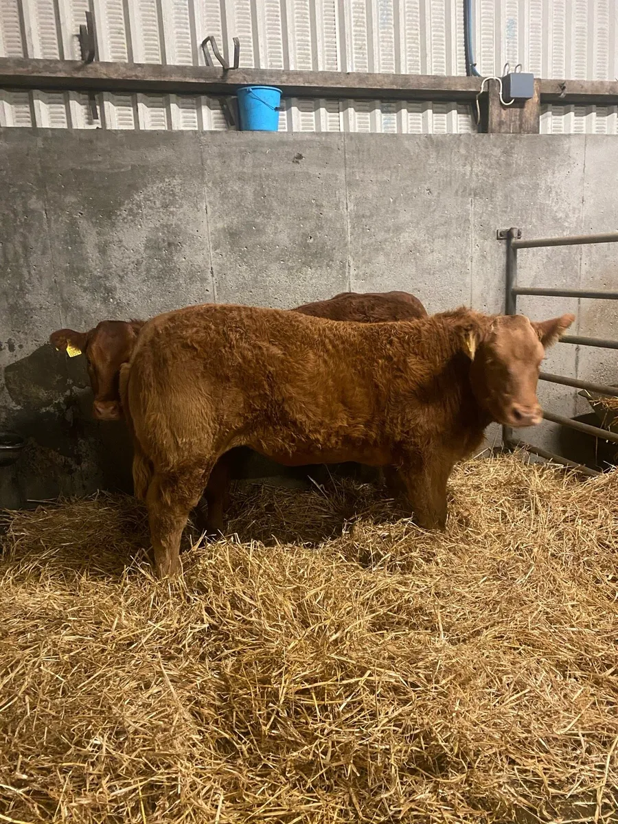 * lot 540/541* Heifers for Gort mart Nov 13th - Image 2