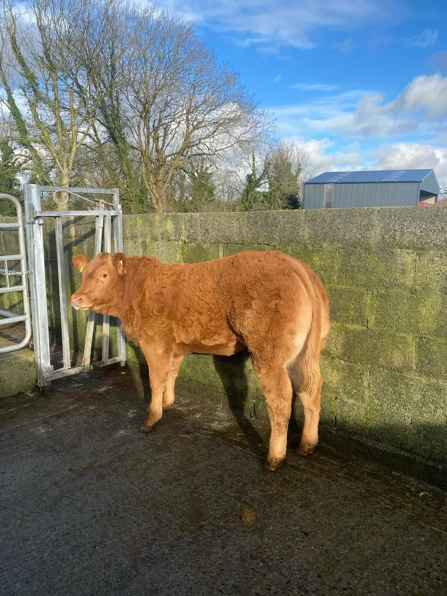 * lot 540/541* Heifers for Gort mart Nov 13th - Image 3