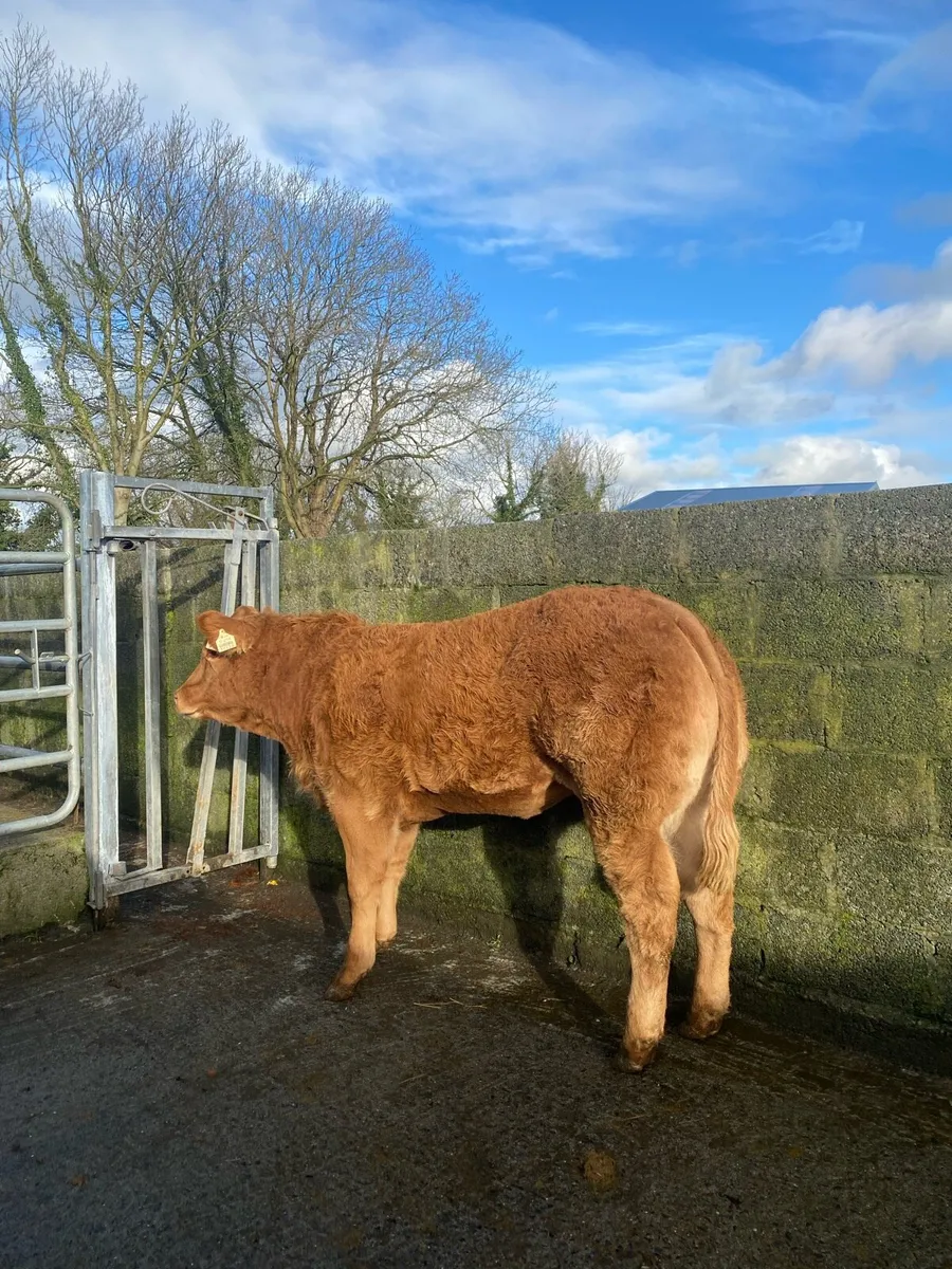 * lot 540/541* Heifers for Gort mart Nov 13th - Image 4