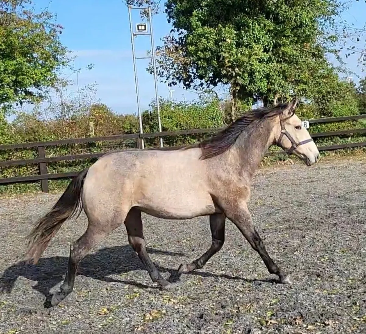 Showing Quality Allrounder - Image 1