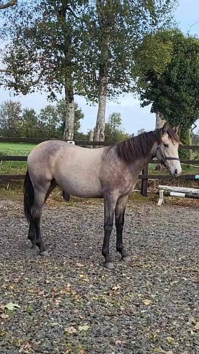 Showing Quality Allrounder - Image 2