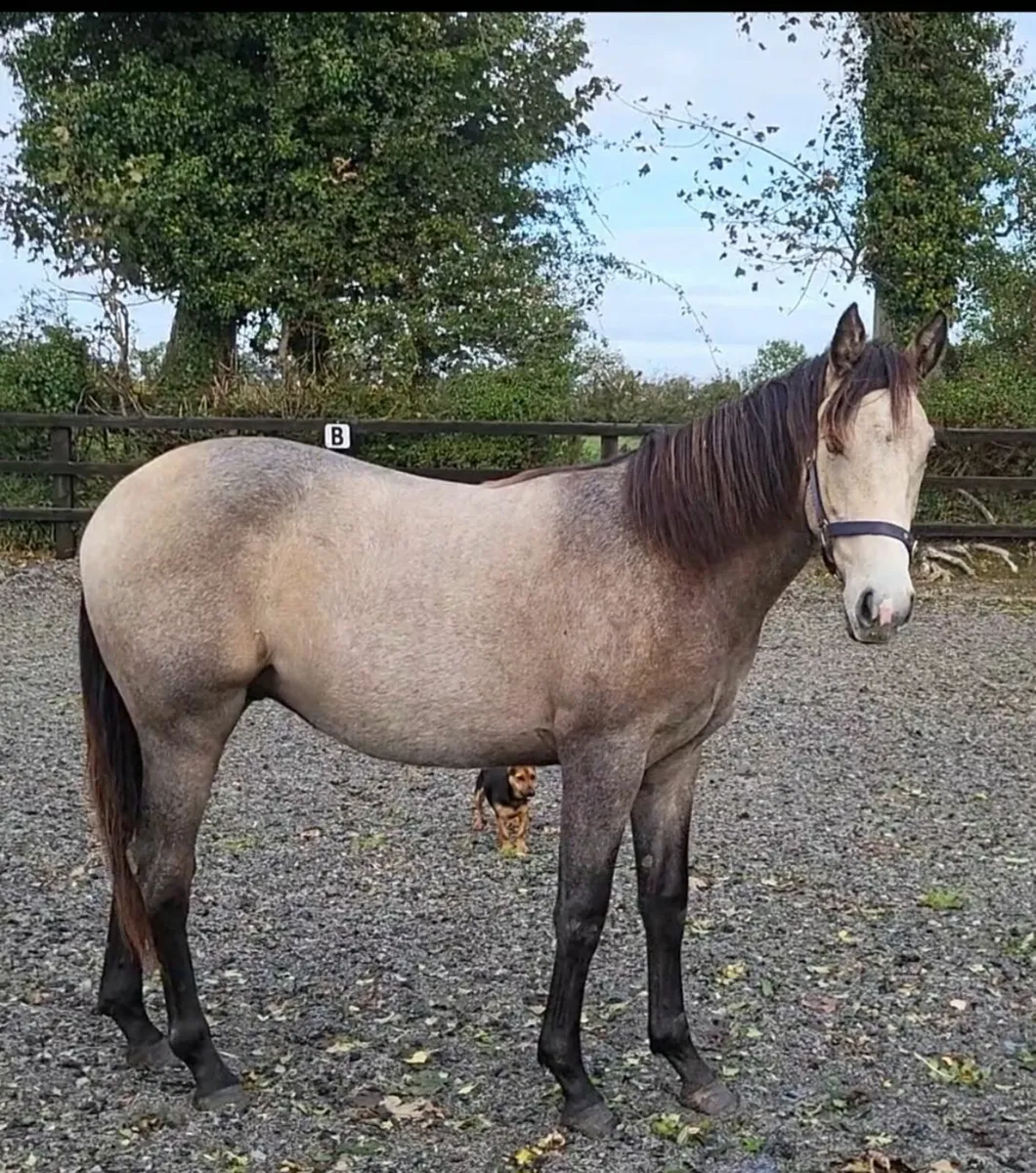 Showing Quality Allrounder - Image 3