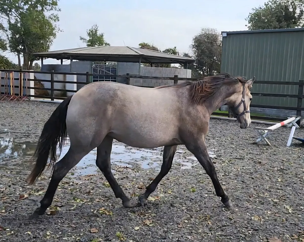 Showing Quality Allrounder - Image 4