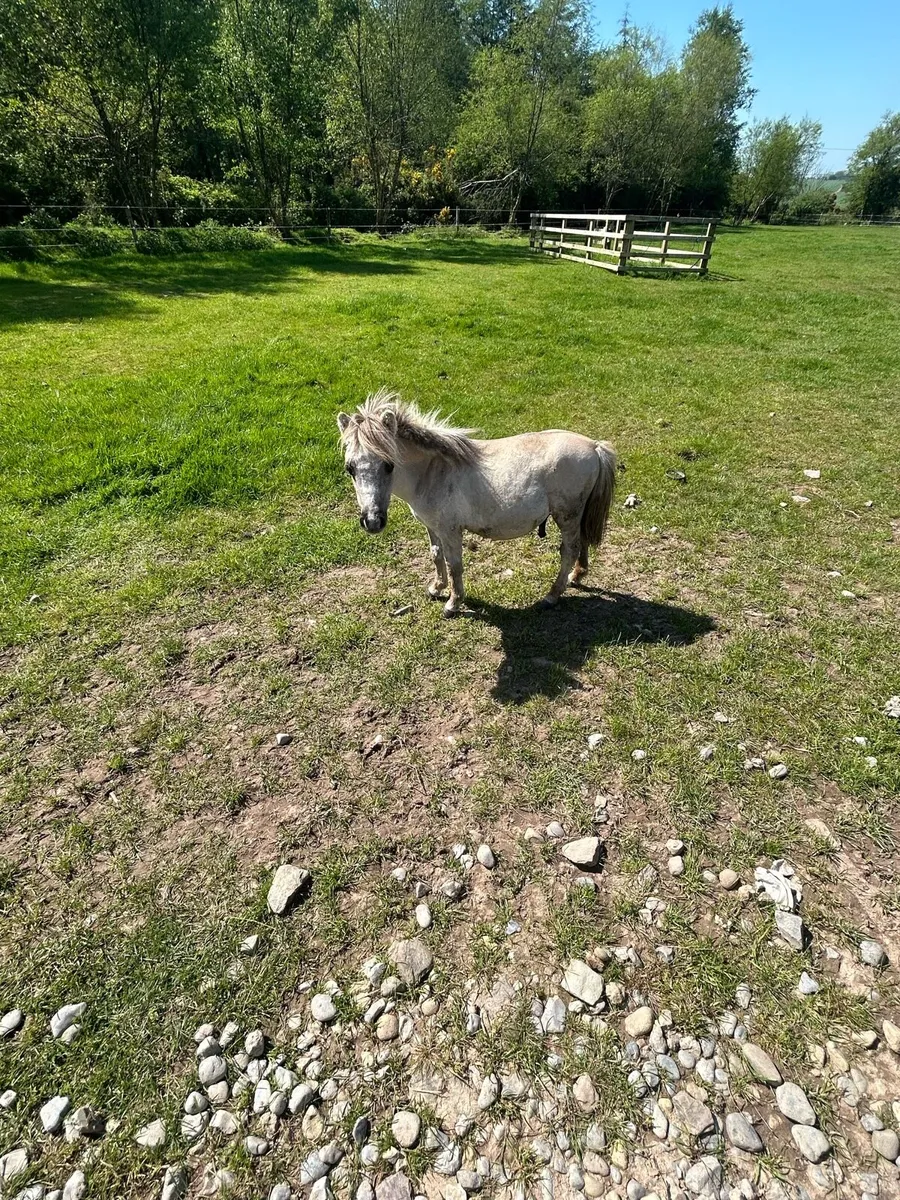 Miniature Shetland - Image 1