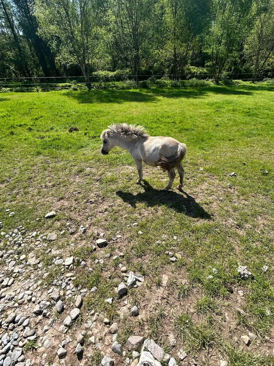 Miniature Shetland - Image 4