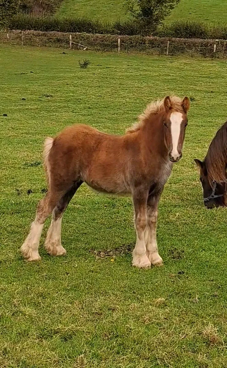Heavy Cob Filly Foal - Image 1