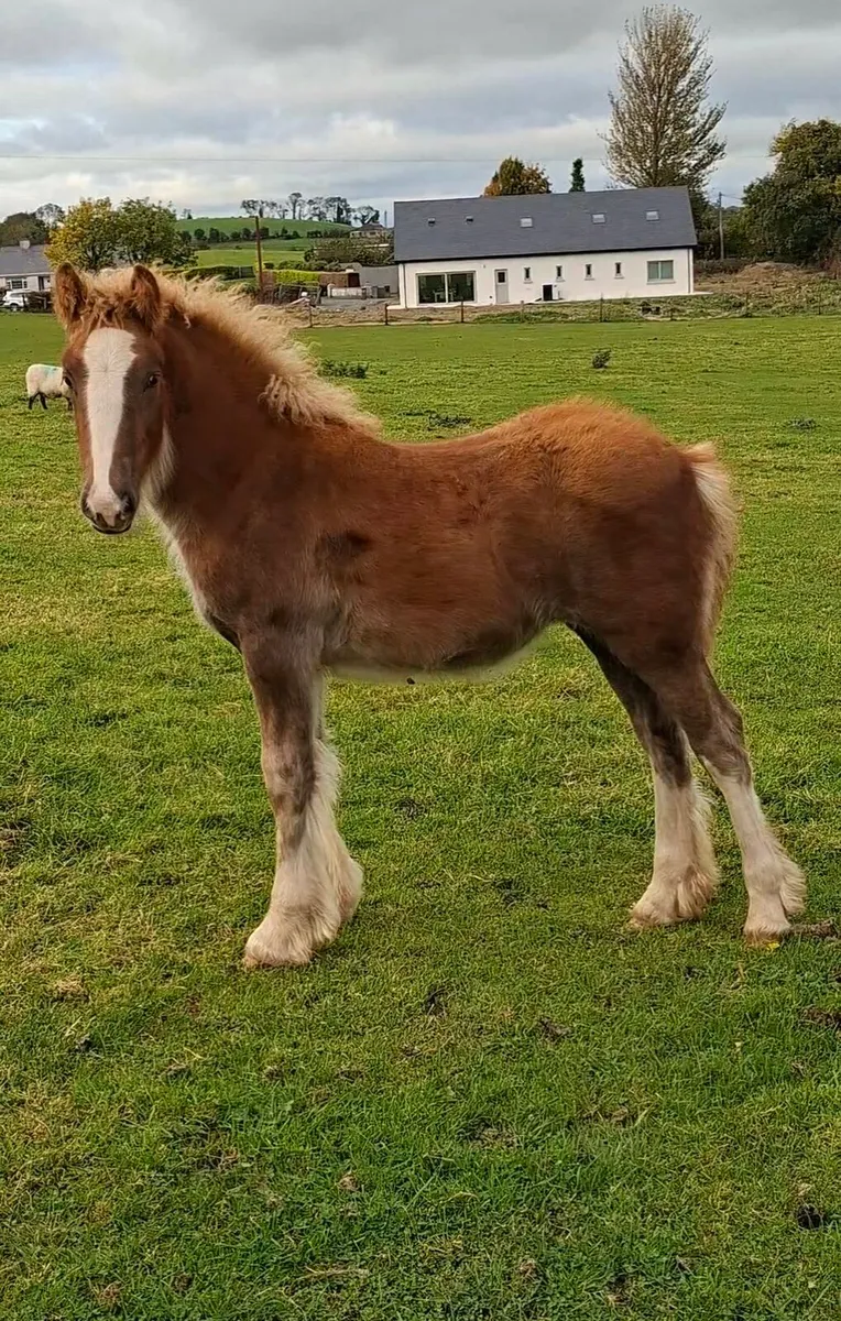 Heavy Cob Filly Foal - Image 2