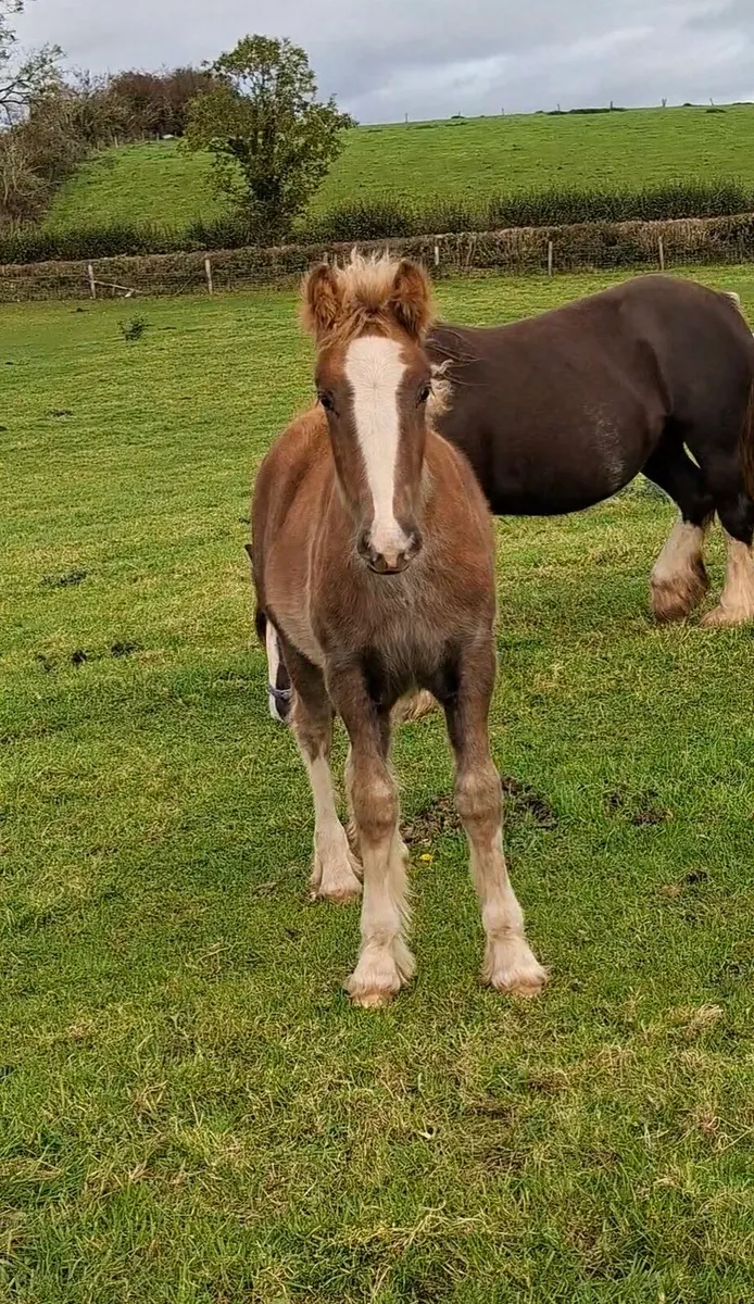 Heavy Cob Filly Foal - Image 3