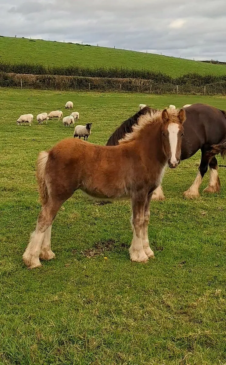 Heavy Cob Filly Foal - Image 4
