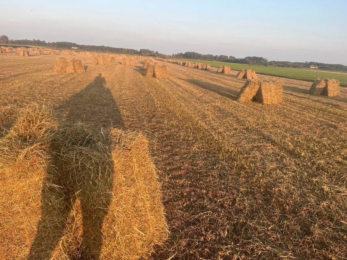 Square bales hay - Image 1