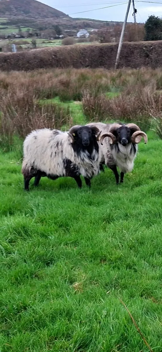 Hill ram's - Image 1