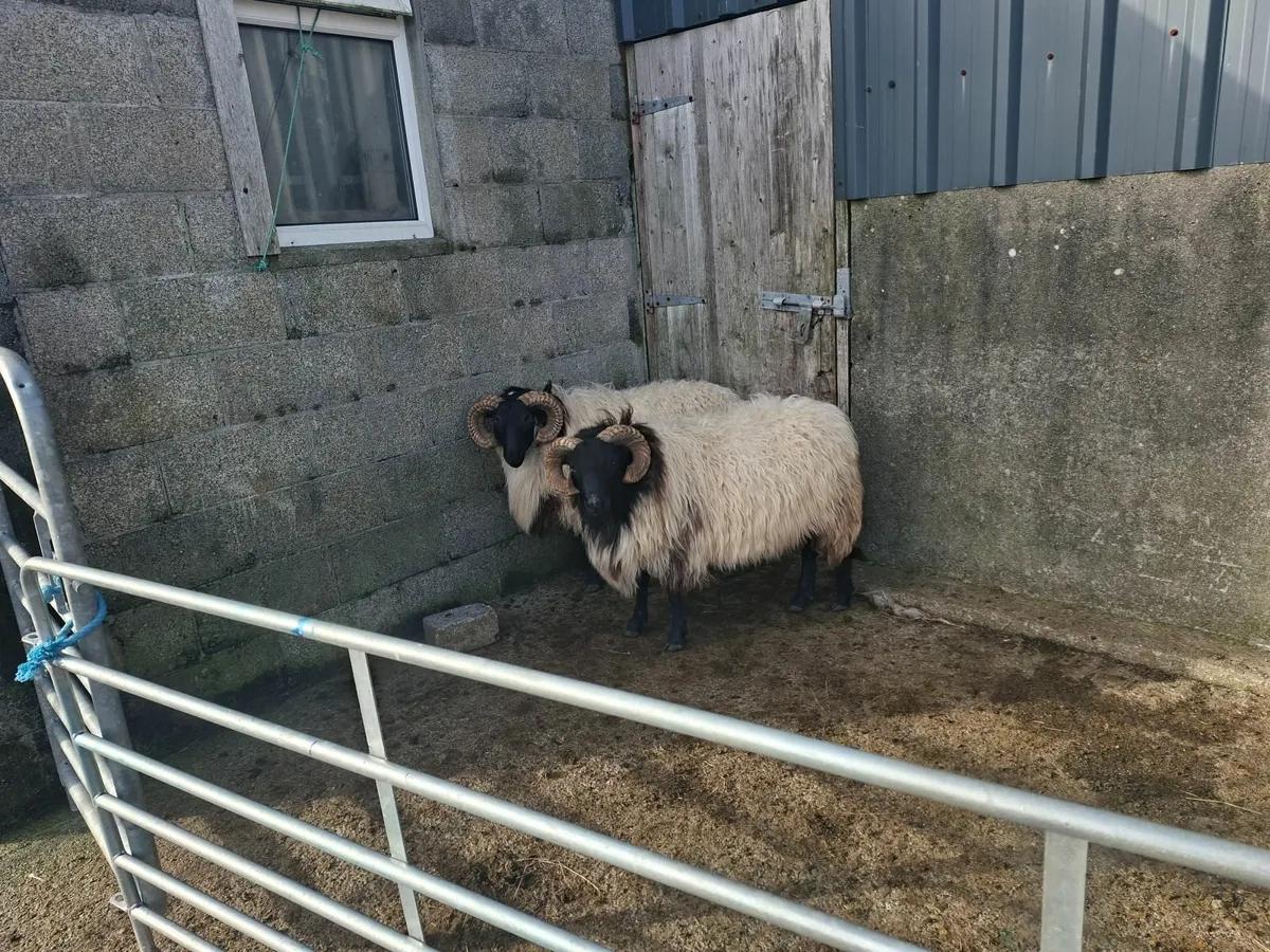 Hill ram's - Image 2