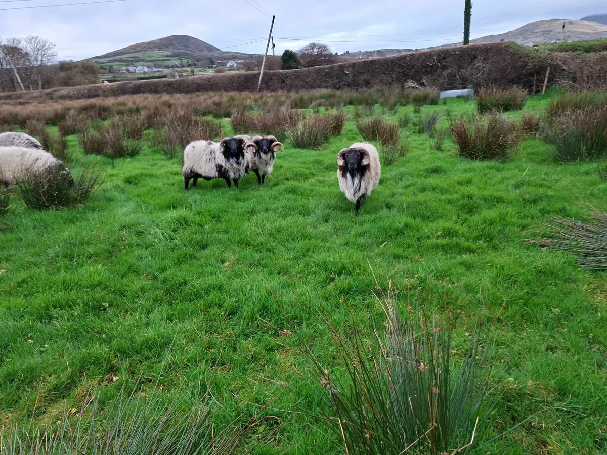 Hill ram's - Image 3