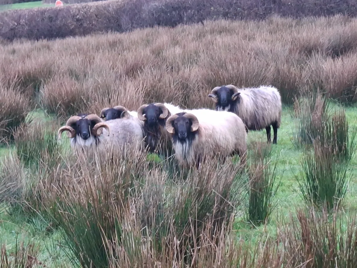 Hill ram's - Image 4