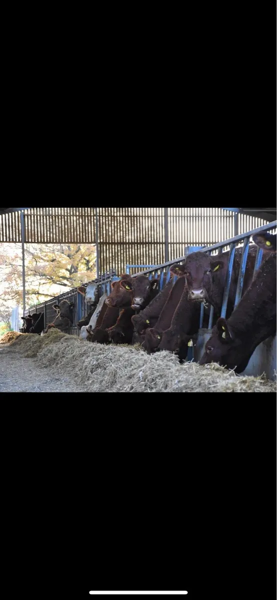 Assistant Herd Manager for Suckler Beef Farm - Image 1