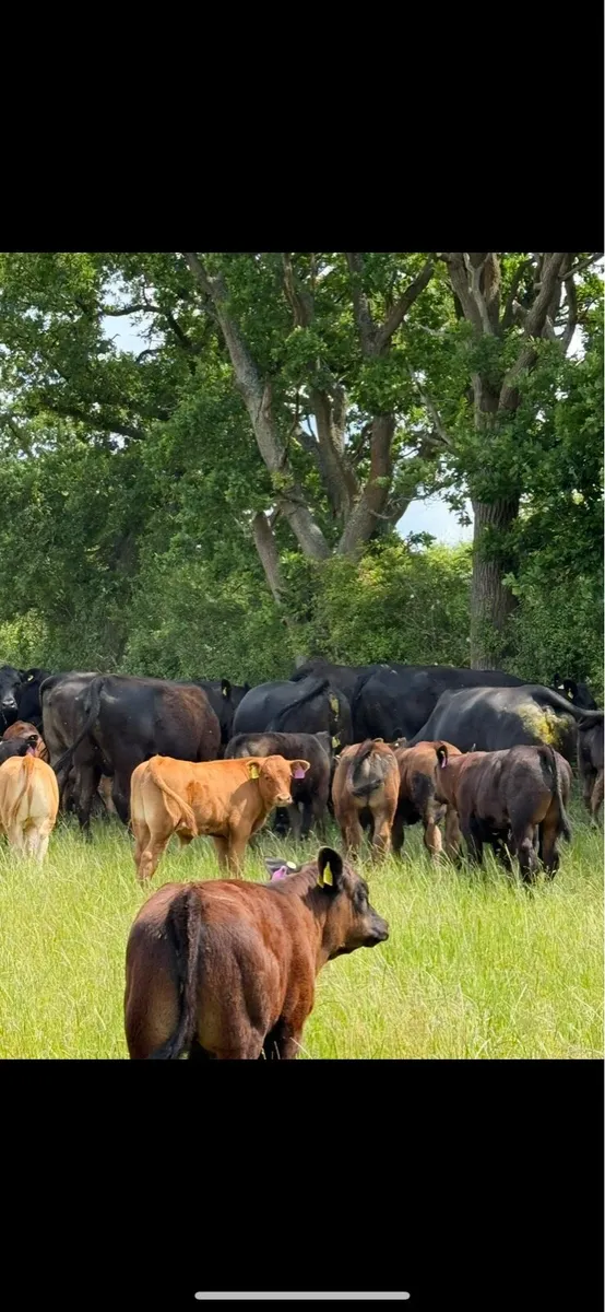 Assistant Herd Manager for Suckler Beef Farm - Image 2