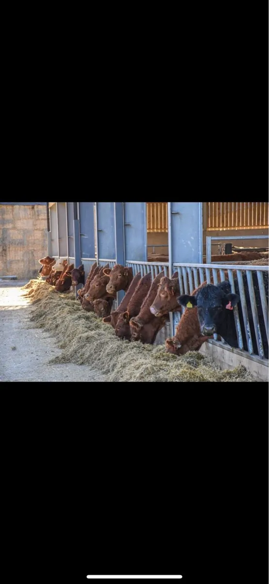 Assistant Herd Manager for Suckler Beef Farm - Image 3