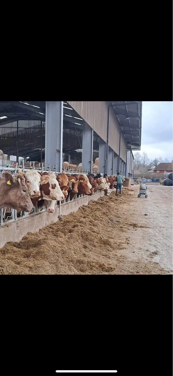 Assistant Herd Manager for Suckler Beef Farm - Image 4