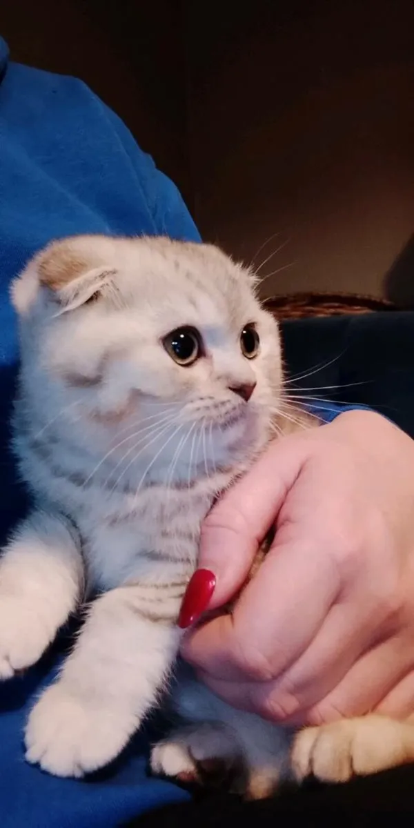 Cat for sale - Image 1