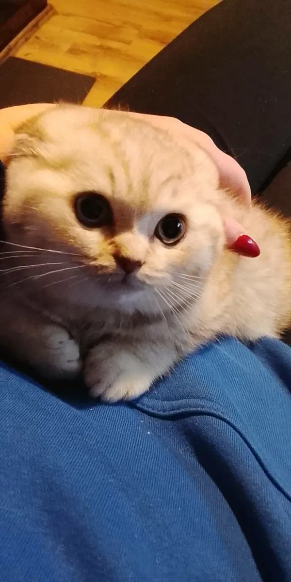 Cat for sale - Image 2