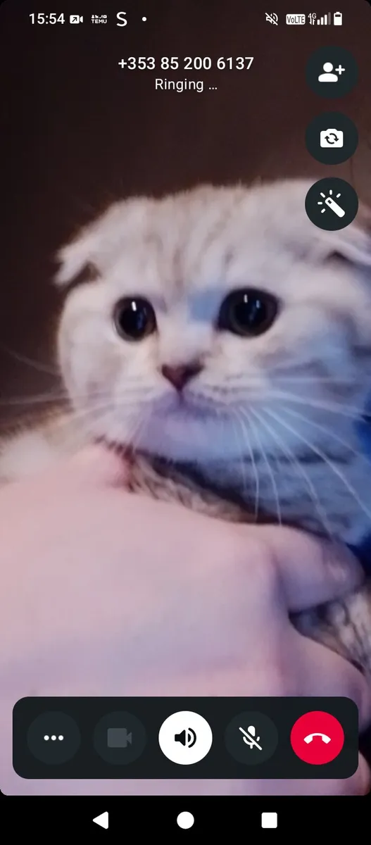 Cat for sale - Image 3