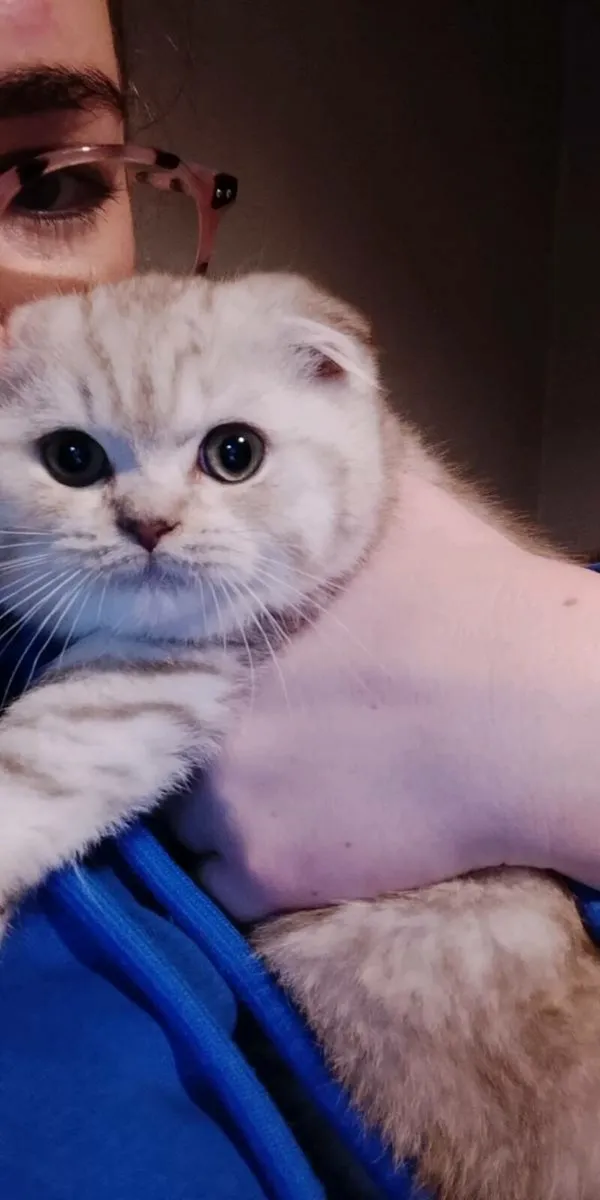 Cat for sale - Image 4