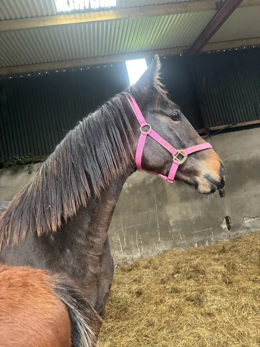 ✨Stunning Irish sports horse Filly✨ - Image 2