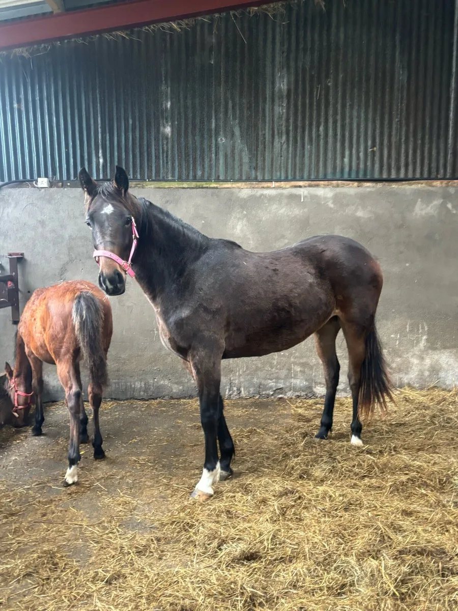 ✨Stunning Irish sports horse Filly✨ - Image 1
