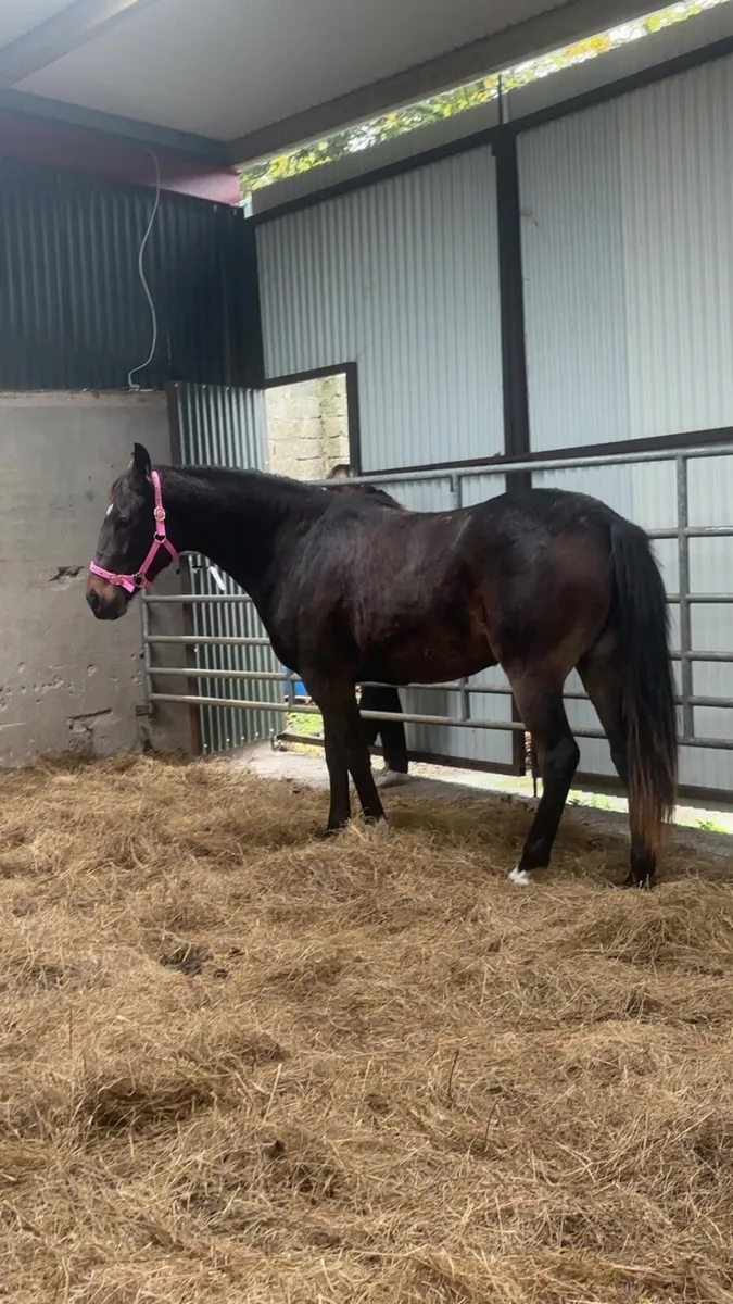 ✨Stunning Irish sports horse Filly✨ - Image 3