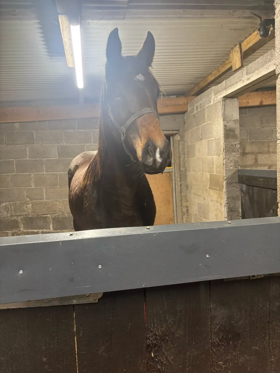 ✨Stunning Irish sports horse Filly✨ - Image 4