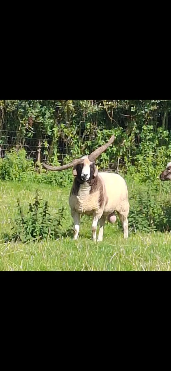 Jacob sheep for Maam Cross Mart - Image 1