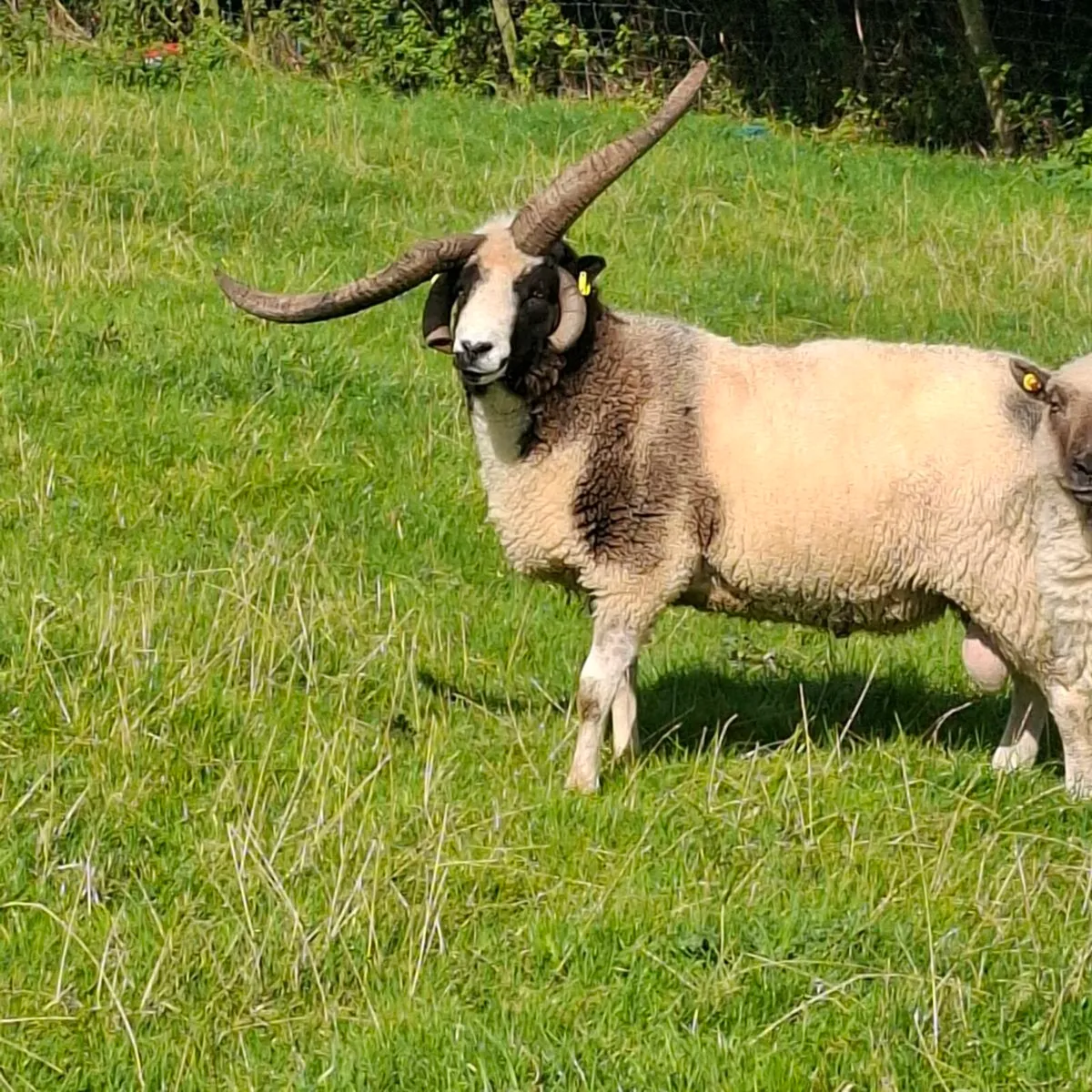 Jacob sheep for Maam Cross Mart - Image 2