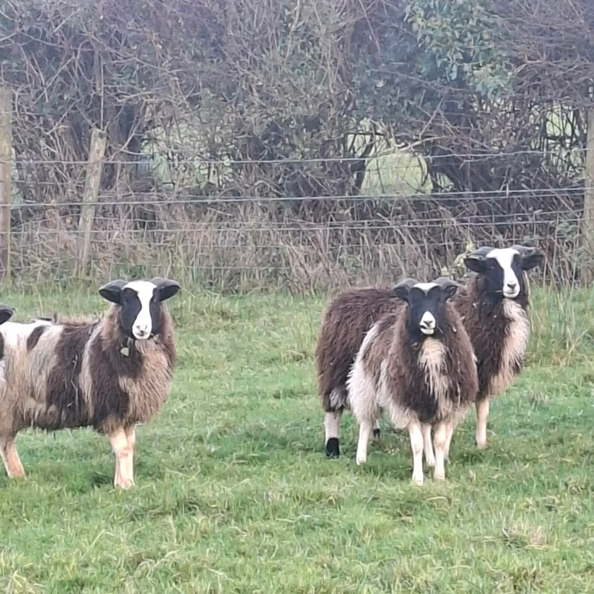 Jacob sheep for Maam Cross Mart - Image 3