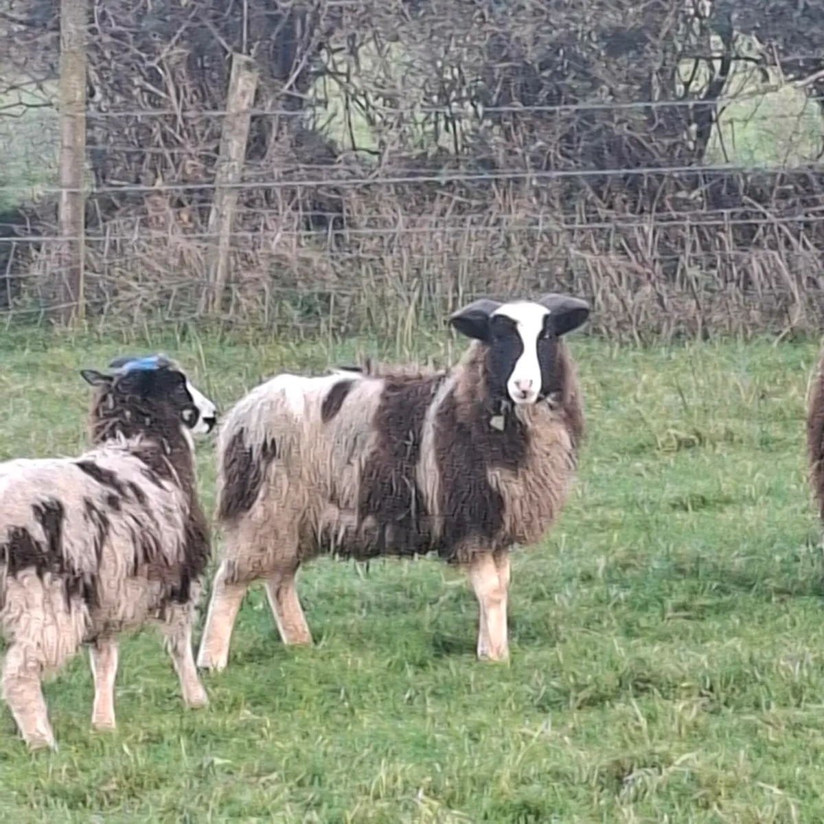 Jacob sheep for Maam Cross Mart - Image 4