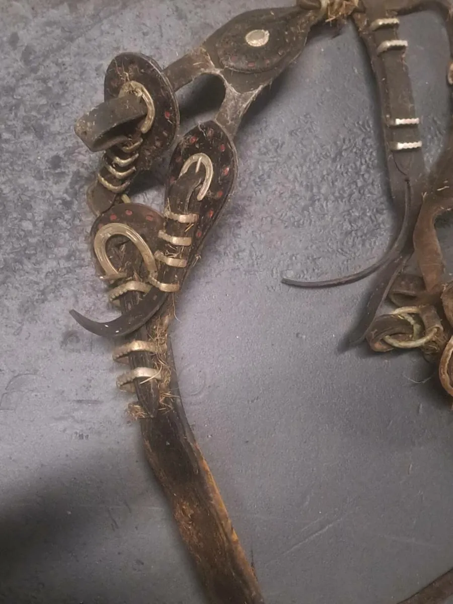 Driving harness - Image 4