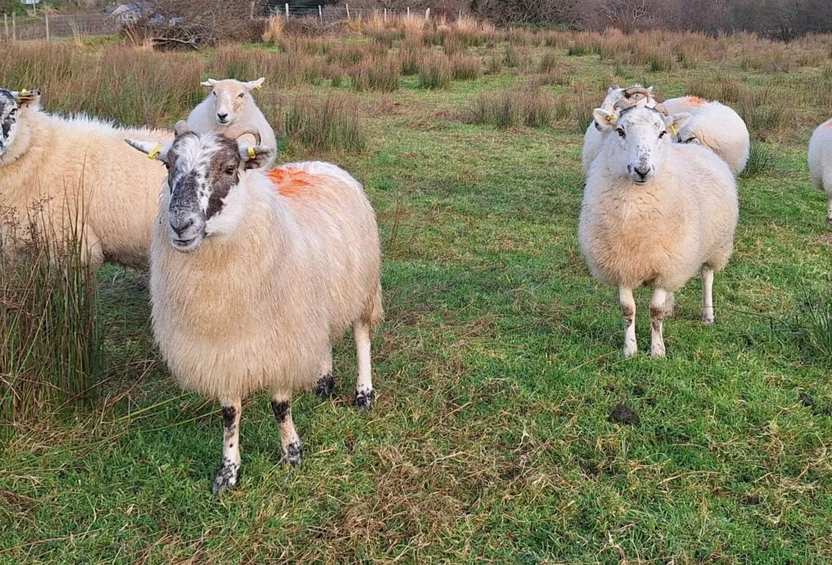 Hoggets xbred - Image 1